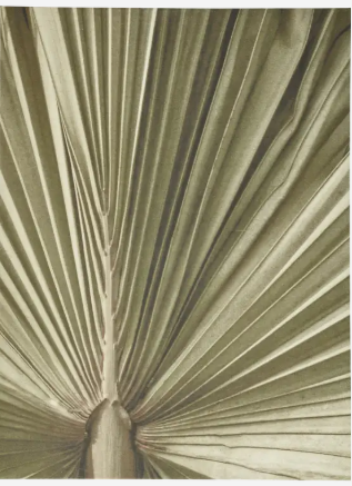 Palm leaf gallery